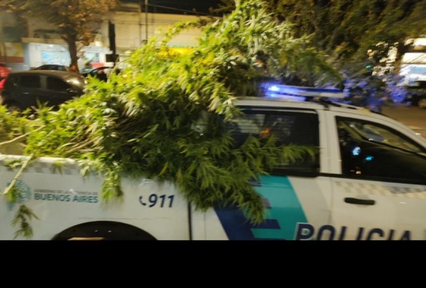 La Plata: Denunciaron que les habían entrado a robar y confesaron tener una plantación de marihuana
