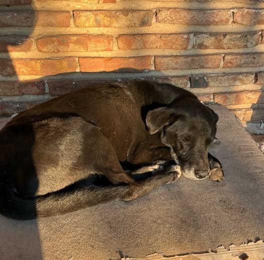 Un refugio de animales en La Capilla, Florencio Varela, está de luto después de que diez perros fueran envenenados deliberadamente. 