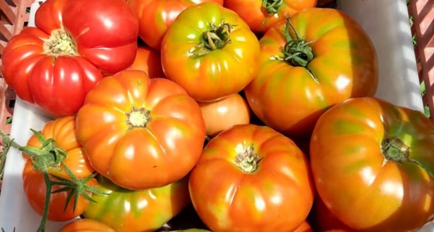 El Senasa declaró alerta fitosanitaria por virus rugoso del tomate en La Plata y Mar del Plata